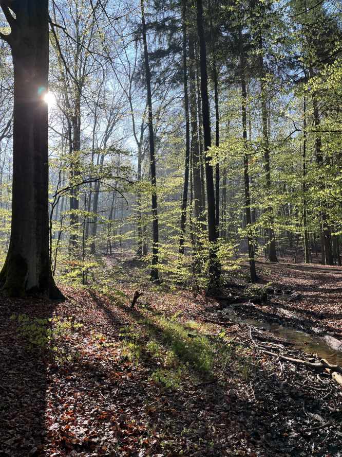 Licht und Schattenspiele im grünen Laubwald, Copyright Christina Müller